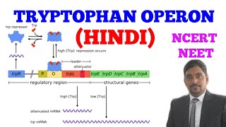 TRYPTOPHAN OPERON  EASY WAY  HINDI [upl. by Notrab]