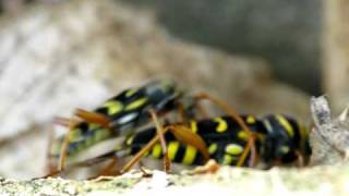 Longhorn beetles mating  Accouplement de Longicornes Plagionotus arcuatus [upl. by Michon619]