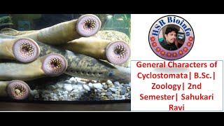 General Characters of Cyclostomata BSc Zoology 2nd Semester Sahukari Ravi [upl. by Wade]