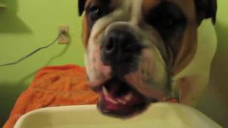 My Bulldog drinking a lot of water [upl. by Gerdeen]