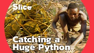 Capturing a Giant Python to Make Ends Meet in Cameroon  SLICE [upl. by Russia]