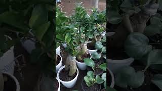 Ficus Bonsai plant plantsbonsai ficusgarden nature trending shorts [upl. by Slaohcin]