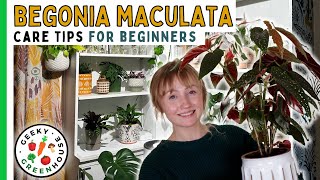 Caring for Begonia Maculata  Geeky Greenhouse [upl. by Mcgee]