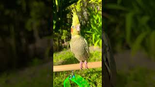 743 cockatiel 24112024 [upl. by Anovad]