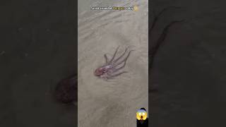 Rescue mission helping this octopus find its way home 🥺 [upl. by Mohammad]