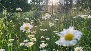 Flowers in the Evening  Normal Speed [upl. by Godden]