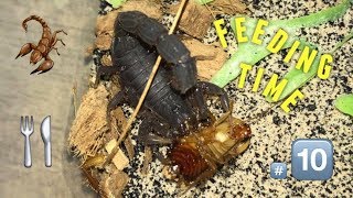 Scorpion feeding Video 10  AMBUSH  feat Hera [upl. by Shaum]