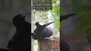 Victorias Riflebird VictoriasRiflebird BirdOfParadise NewGuinea Rainforest [upl. by Cele]