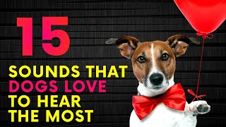 15 Sounds That Dogs Love To Hear The Most [upl. by Rechaba]