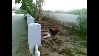 Rooster humps a Cat FUNNY MUST WATCH [upl. by Enaek]