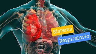 ¡Descubre Cómo Funciona Tu Sistema Respiratorio en 2 Minutos 🫁✨ [upl. by Gemini]