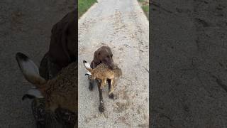 Hasenpest Tularämie niederwild hege naturschutz jahd revier outdoors hundetraining fishing [upl. by Ibor576]