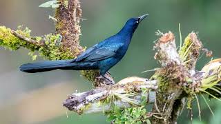 Greattailed Grackle Quiscalus mexicanus [upl. by Elleina301]