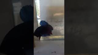 Ikan cupang aduan galak shortvideo cupang bettafish bettafighter [upl. by Kashden]