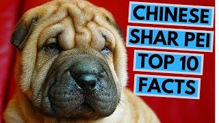 Chinese Shar Pei  TOP 10 Interesting Facts [upl. by Leuamme]