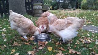 Faverolles chickens socialising over a drink with birdsong 🐔🌳🍂 [upl. by Pheni]