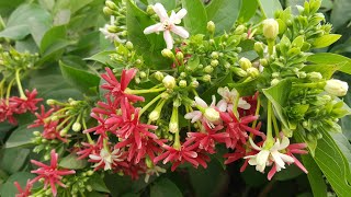 Double Rangoon Creeper Vine  Combretum indicum  Quisqualis indica [upl. by Notnarb44]