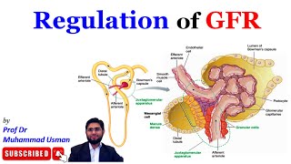 Regulation of GFR  Tubuloglomerular Feedback  Myogenic mechanism  Renal Physiology [upl. by Nnyltiac66]