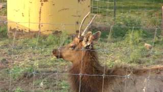 ELK VIDEO Morganville Kansas 4202010 080mpg [upl. by Adrell892]