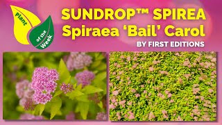 SUNDROP™ SPIREA  Spiraea ‘Bail’ Carol by First Editions [upl. by Frodeen765]