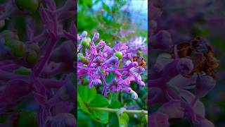 Terrace garden  hibiscus  rose  beautiful garden overview  garden​ flowers​ rose​ hibiscus​ [upl. by Tews]