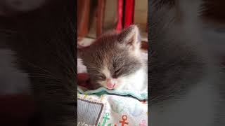 Kitten Dustie dozing off cat cute funny kitten sleep [upl. by Suellen]