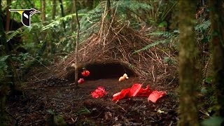 He Delivers Flowers Vogelkop Bowerbird [upl. by Henn]