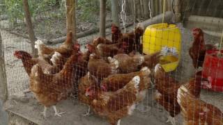 Gallinas de traspatio en galpón  La Finca de Hoy [upl. by Latsyrd]