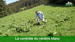 Le contrôle du vérâtre blanc Veratrum album [upl. by Rbma475]