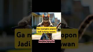 Popon si kucing mandiri shortvideo cat drama [upl. by Tnelc40]