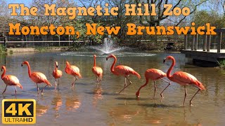 Scenic Tour of the Magnetic Hill Zoo in Moncton New Brunswick 4K Travel Tour amp Review [upl. by Sheya]