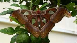 Atlas moth fluttering [upl. by Flosser]