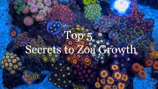 Top 5 Tips to ZOA Growth Color and Size in my Nano Reef Tank Zoa Garden The Secret to Zoanthids [upl. by Lenz]