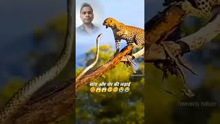 Sanp aur Sher ki ladai🦁🐛 shortvideo youtubeshorts [upl. by Nallac]