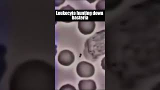 Leukocyte hunting down bacteria shorts viral leukocyte [upl. by Rikki]