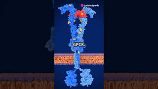 GPCR Signalling Explained  biology science knowledge facts shorts shortsvideo shortsfeed [upl. by Anyl]