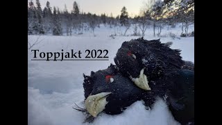 Toppjakt 2022 Tree hunting capercaillie [upl. by Gladdie]