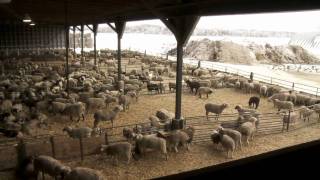 Ontario Lamb Farming [upl. by Gilberta]