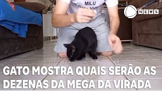 Gato mostra quais serão as dezenas sorteadas na Mega da Virada [upl. by Maxey]