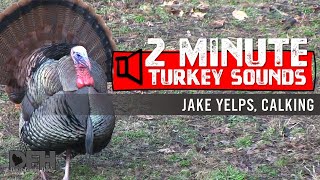 Wild Turkey Sounds Jake Yelps and Calking  How to Use Jake Sounds to Entice Gobblers into Range [upl. by Drape816]