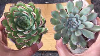 ECHEVERIA MEXICAN PULIDONIS VS ECHEVERIA PULIDONIS SUCCULENT CARE TIPS [upl. by Hubble]