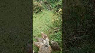 hen gathering chicks for food biblical speaking [upl. by Trimmer188]