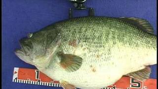 Manabu Kurita World Record Largemouth Bass [upl. by Annol]