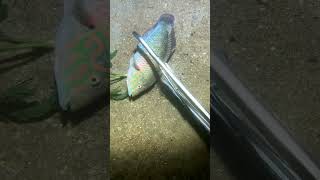 Coral trout in crystal cleer water in the coral sea spearfishing fyp fishing pearl fish [upl. by Nuhsar]