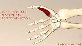 Abductor Pollicis Brevis Origin Insertion Function 3d Animation [upl. by Aliac]