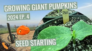 Ep 4  Starting Giant Pumpkin Plants  Growing Giant Pumpkins 2024 [upl. by Voltmer]