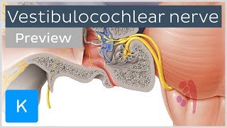 Vestibulocochlear nerve anatomy and function preview  Human Neuroanatomy  Kenhub [upl. by Ayanahs182]