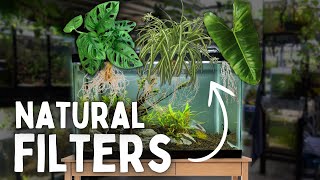 These House Plants Filter Your Aquarium [upl. by Javier]