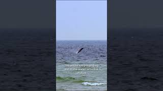 Sowerbys Beaked Whale in the Baltic Sea  Getfactual [upl. by Arsuy]