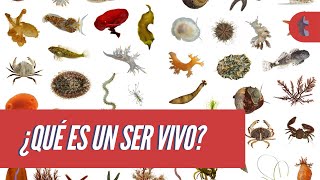 Qué son los seres vivos 7 CARACTERÍSTICAS [upl. by Arehsat]